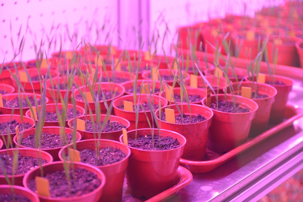 攥緊農(nóng)業(yè)“芯片” 端牢中國飯碗 河南生物育種調(diào)查