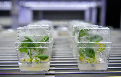 津沽沃土育新種 天津如何以生物育種守護“農(nóng)業(yè)芯片”